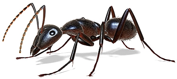 ant big