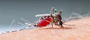 Απαλλαγείτε από τα κουνούπια